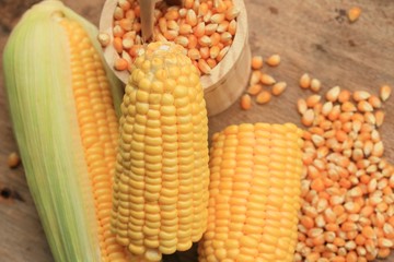 Corn and dried seeds