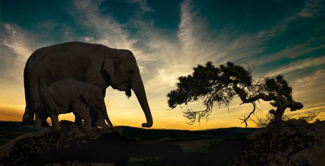 Silhouette of elephant and tree in sunset.