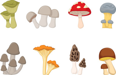 different kinds of mushrooms