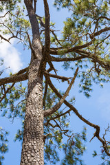 Pine tree