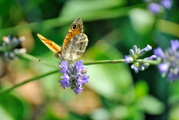 Farfalla su fiori di lavanda
