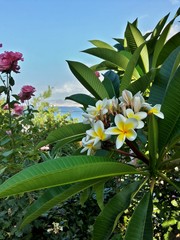 Obraz premium MEDITERRANEAN GARDEN