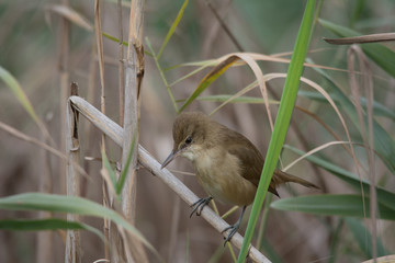 Reed Warbler Bird
