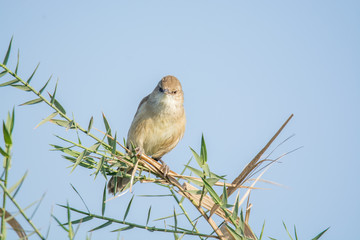 Reed Warbler Bird