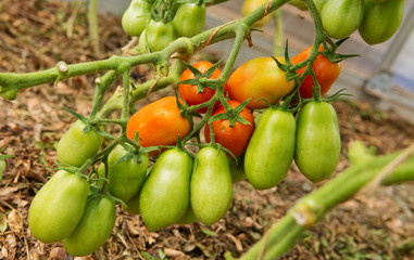 Ripe tomatoes in the garden.