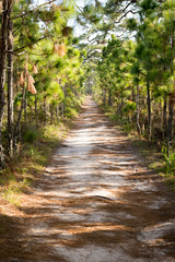 Pine walkway