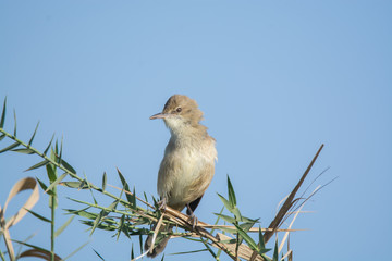 Reed Warbler Bird