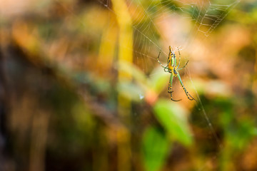 Green spider