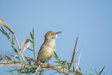 Reed Warbler Bird