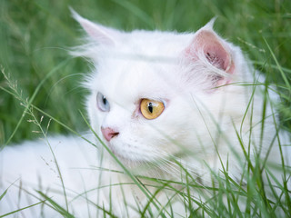 Portrait of Persian white cat with 2 Different-Colored Eyes - Selective focus