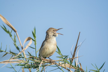 Reed Warbler Bird