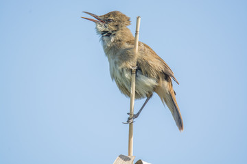 Reed Warbler Bird
