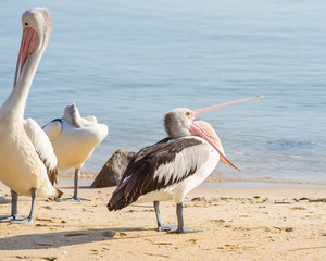 Fototapeta na wymiar Australian Pelican, Coral Sea, Cairns, QLD, Australia