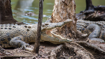 Saltwater Crocodile, Hartleys's Crocodile Adventures, QLD, Australia