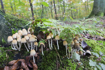 Sulphur tuft on the forest floor.