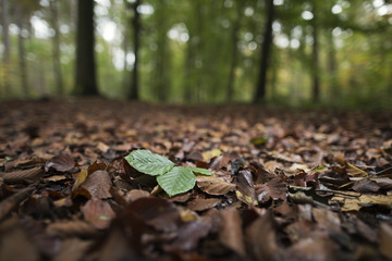 The lonely green leaf.