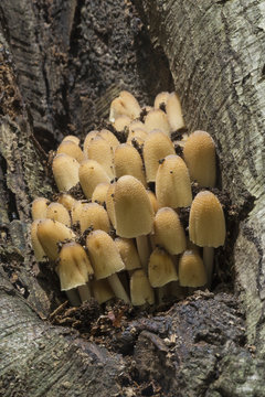 Sulphur tuft in a tree trunk.