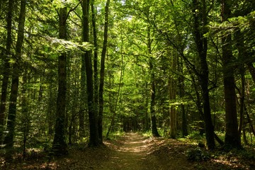 Fototapeta na wymiar Green forest in France