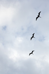 Silhouette of three frigatebirds against a cloudy sky in vertical frame..