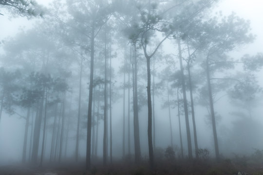 Fototapeta Abstract pine