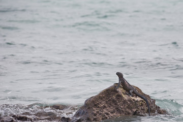 Marine iguana climbing out of the water on a rock.