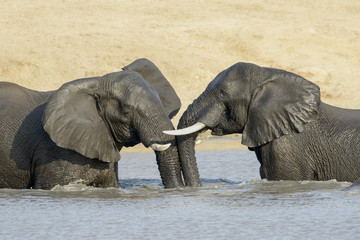 African Elephants (Loxodonta africana), playing in the water, Kruger National Park, South Africa