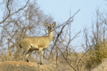 Klipspringer (Oreotragus oreotragus) standing on koppie, Kruger National Park, South Africa.