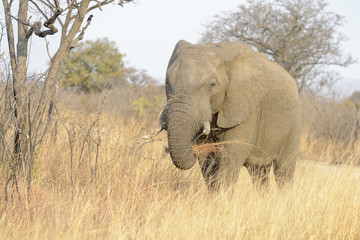 African Elephant (Loxodonta africana) feeding on grass, Kruger national park, South Africa.