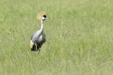 Grey Crowned Crane (Balearica regulorum) foraging on savanna, Akagera National Park, Rwanda, Africa.