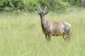 Topi (Damaliscus lunatus jimela) standing on savanna, looking at camera, Akagera National Park, Rwanda