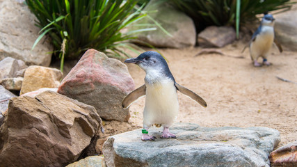 Little Penguins, Featherdale Wildlife Park, NSW, Australia