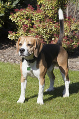 Naklejka na ściany i meble sweet beagle plays in a garden
