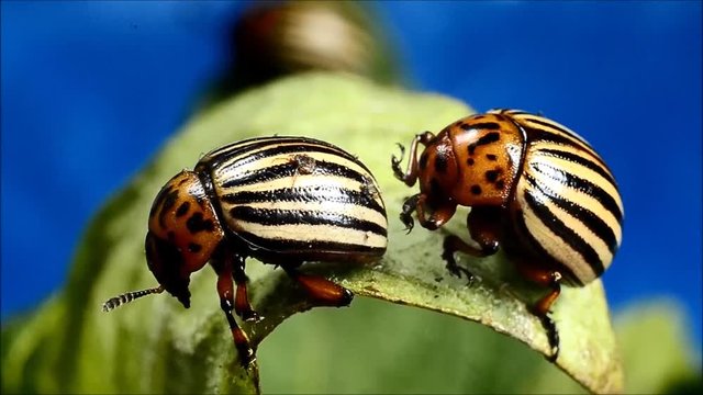 Potato bug
