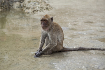 wild monkey sitting on sea beach and feeding