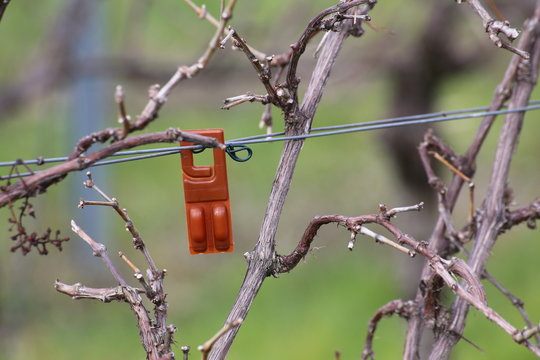Plastic device containing pheromones as an insecticide replacement against the vine moth