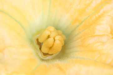blooming flowers pumpkin close