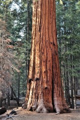 Sequoia