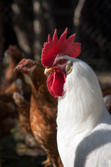 angry white cock and brown hen on the background