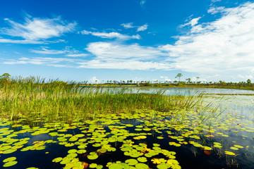 Florida Nature Preserve