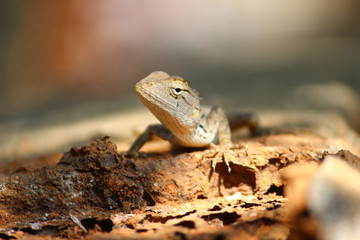 chameleon