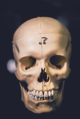 Photograph of Model Equipment Of Human Skull