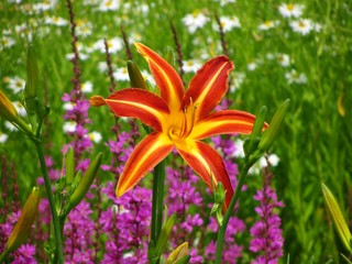 Fototapeta premium Blume