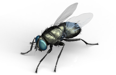housefly, insect isolated on white with clipping path