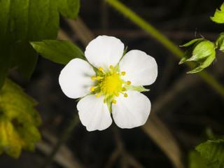 Wild strawberry flower with white petals close-up, selective focus, shallow DOF