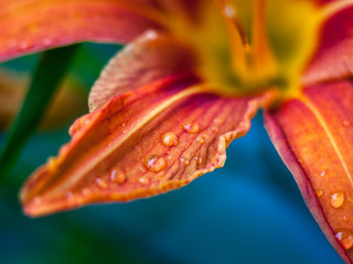 Dew on the lily