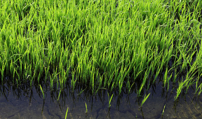 Seedlings in paddy field