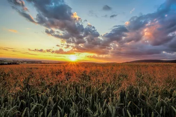 Fotobehang Platteland Colorful sunset over wheat field
