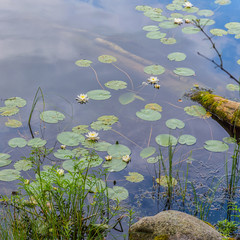 Life on the water in forest lake
