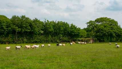 Fototapeta na wymiar white fleeced sheep in Devon, south west England
