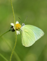 Common Grass Yellow butterfly (Eurema hecabe contubrenalis (Moor
